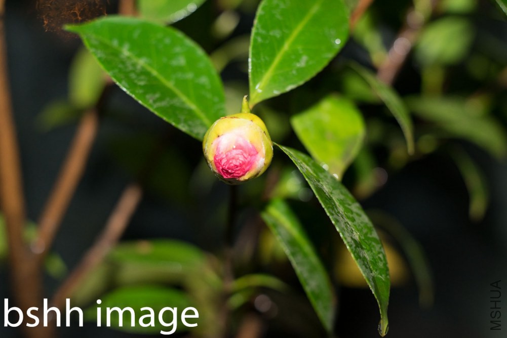 20130520-DSC09701.jpg