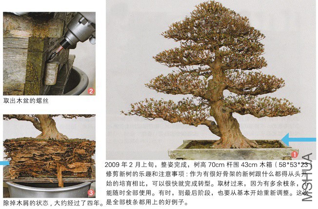 aza bonsai1.jpg