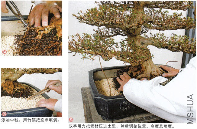 aza bonsai13.jpg