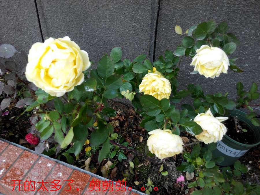 IMG_20150103_142114_ԭͼѹ��_900.jpg