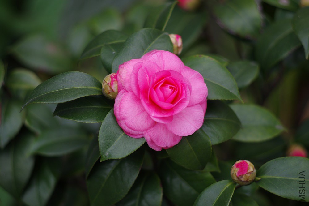 IMGP3854.JPG