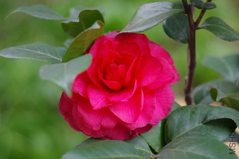 IMGP3864.JPG