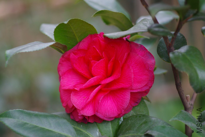 IMGP3865.JPG