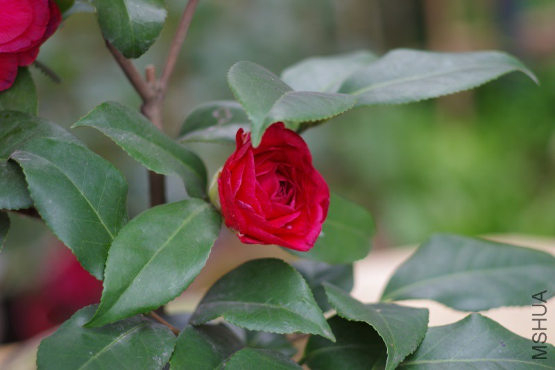 IMGP3866.JPG