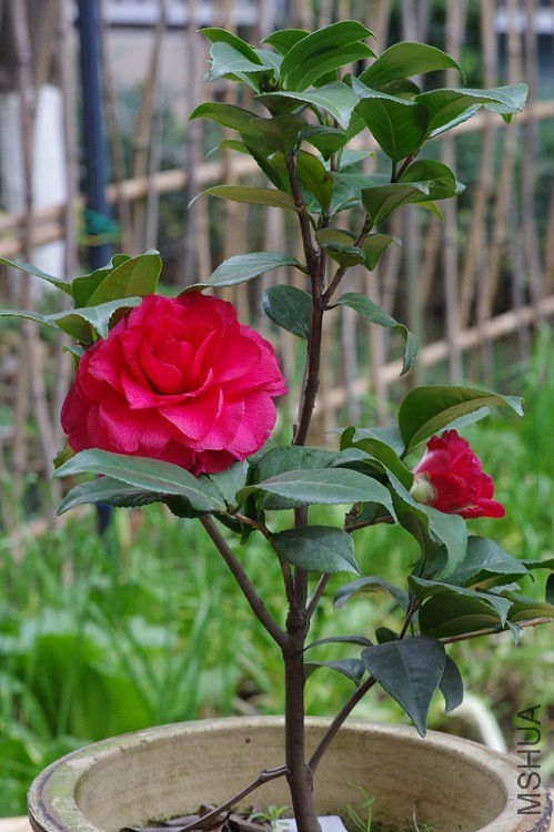 IMGP3863.JPG