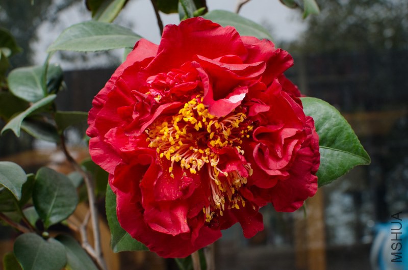 DSC_0013.jpg
