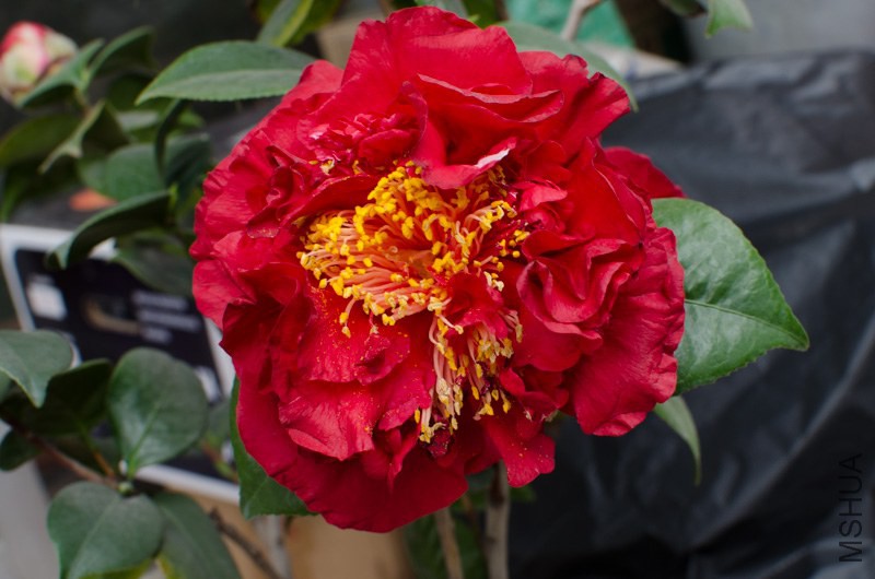 DSC_0009.jpg