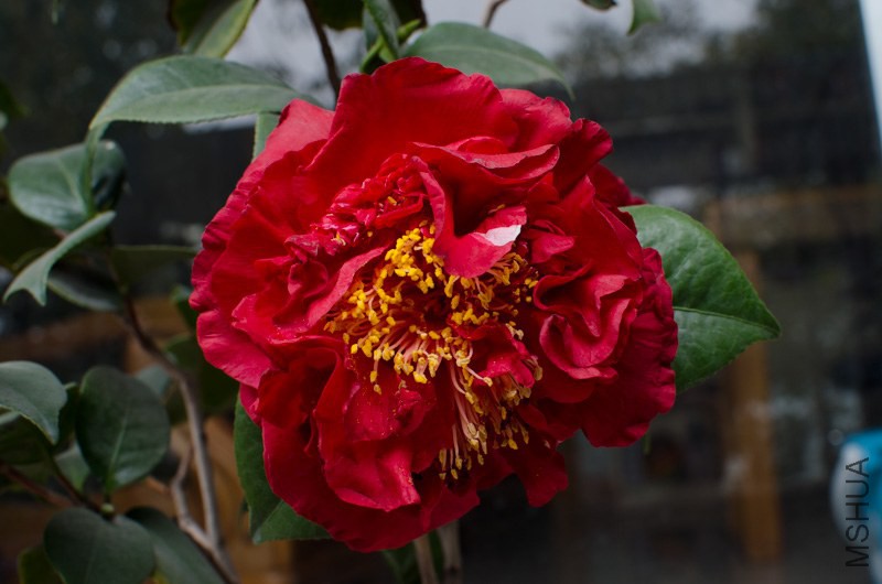 DSC_0007.jpg