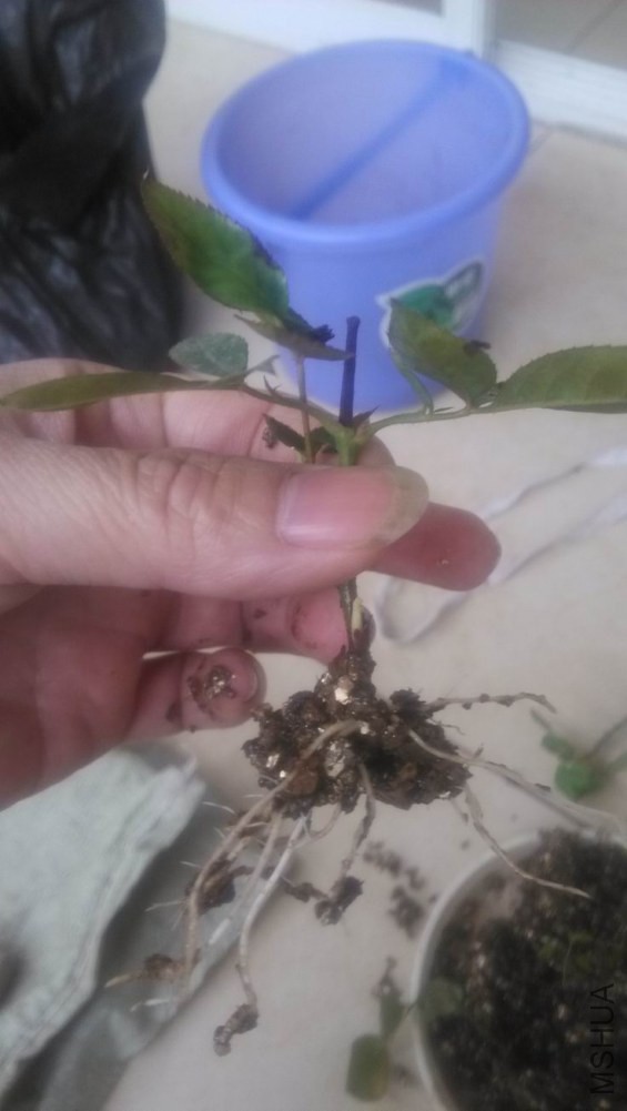 ������С IMG_20150207_104113.jpg