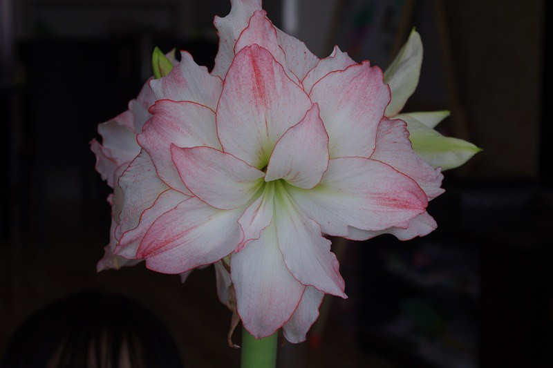 IMGP3761.jpg