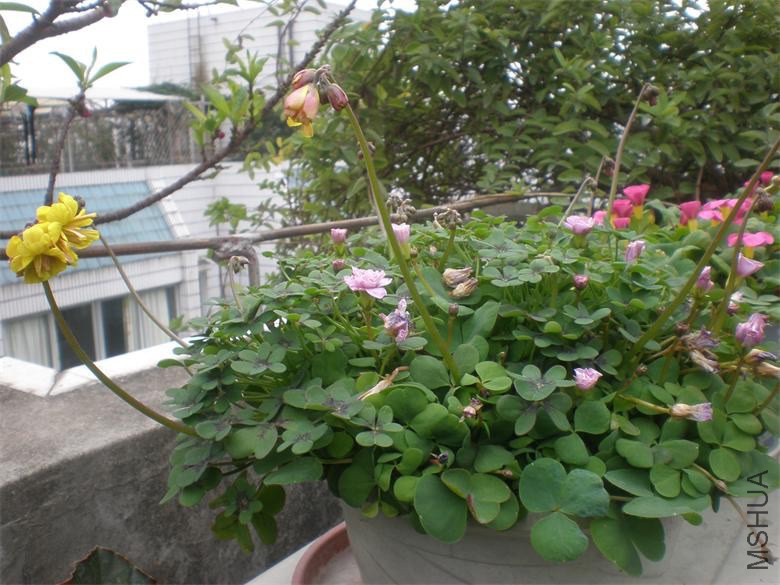 P2078534.JPG