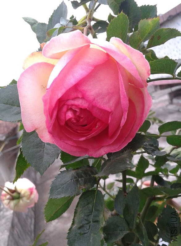 20150207_142737.jpg