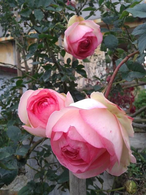 20150207_155502.jpg