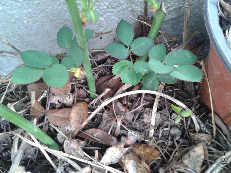 20150207_142903.jpg