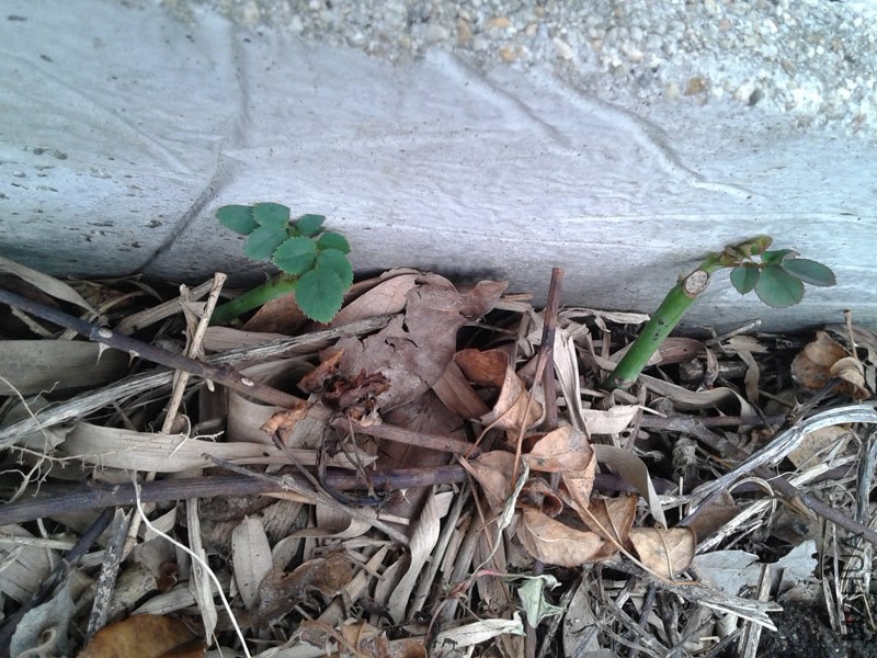 20150207_143326.jpg