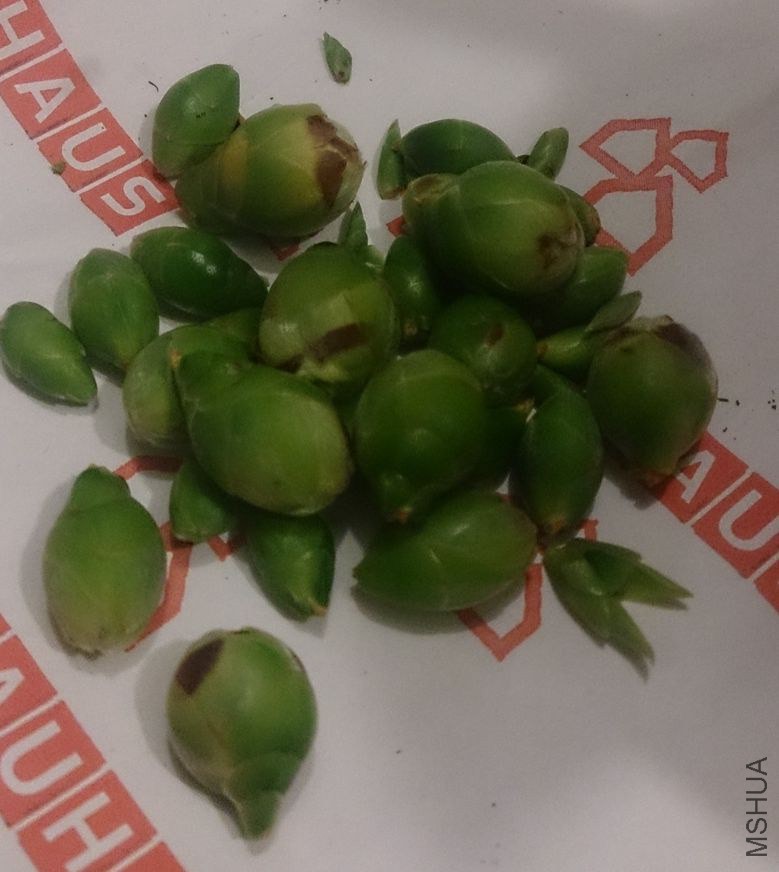 ժ����̫��Ļ���
