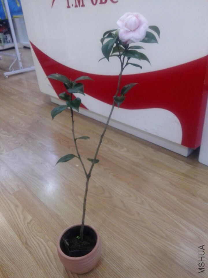 QQͼƬ20150208212237.jpg