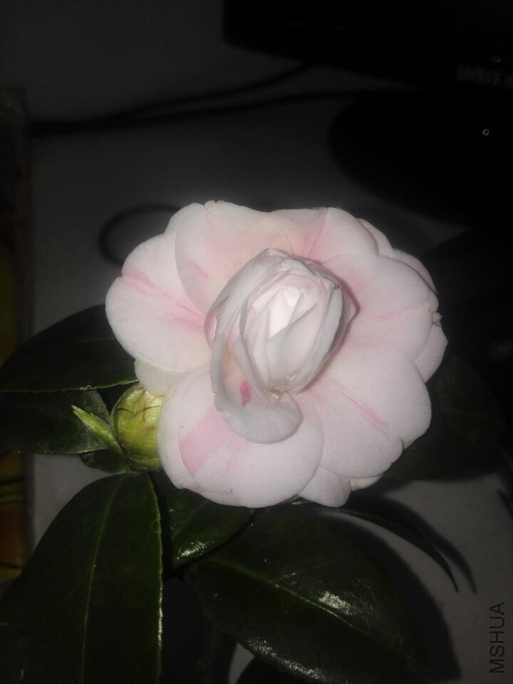 QQͼƬ20150208212223.jpg