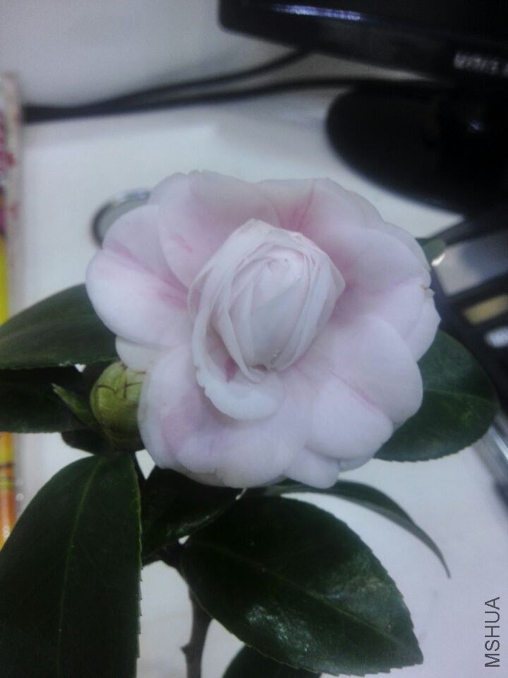 QQͼƬ20150208212232.jpg