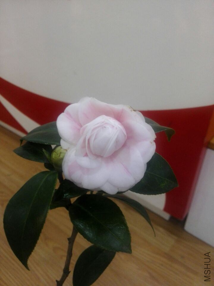 QQͼƬ20150208212242.jpg