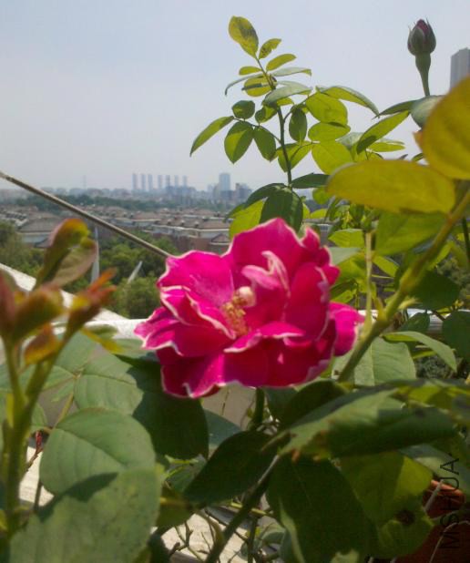 �������2014-07-20.JPG
