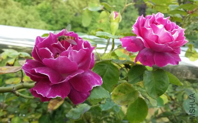 �������2014-05-5-1.JPG