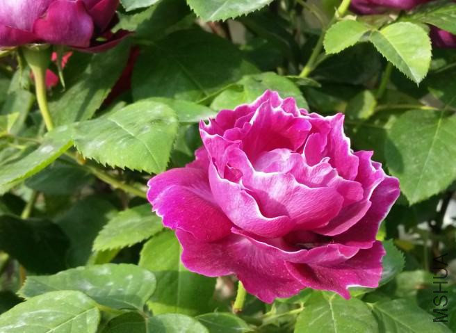 �������2014-05-5-2.JPG