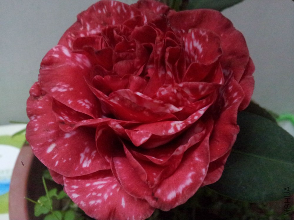 20150208_203718.jpg