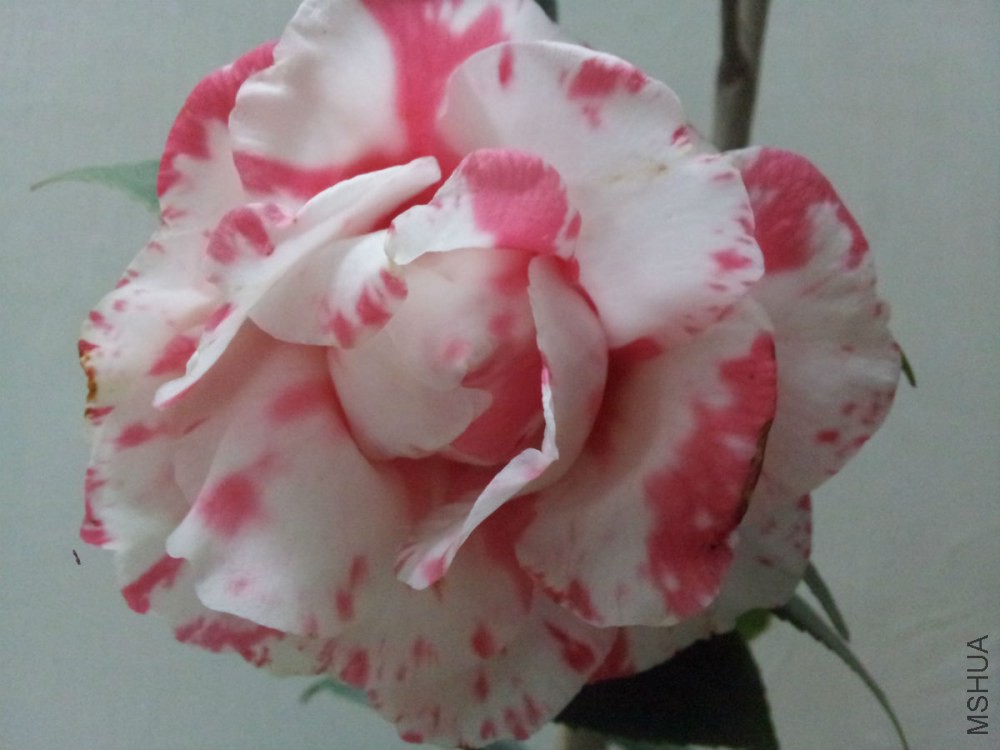 20150208_204149.jpg