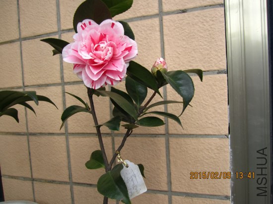 IMG_5548_�༭.jpg