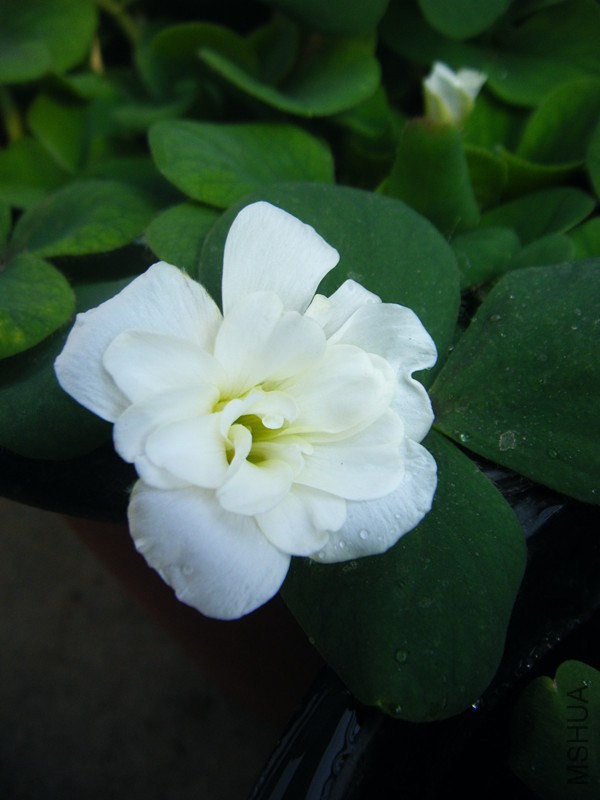 DSCF0523_����.jpg