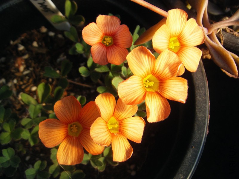 DSCF0527_����.jpg