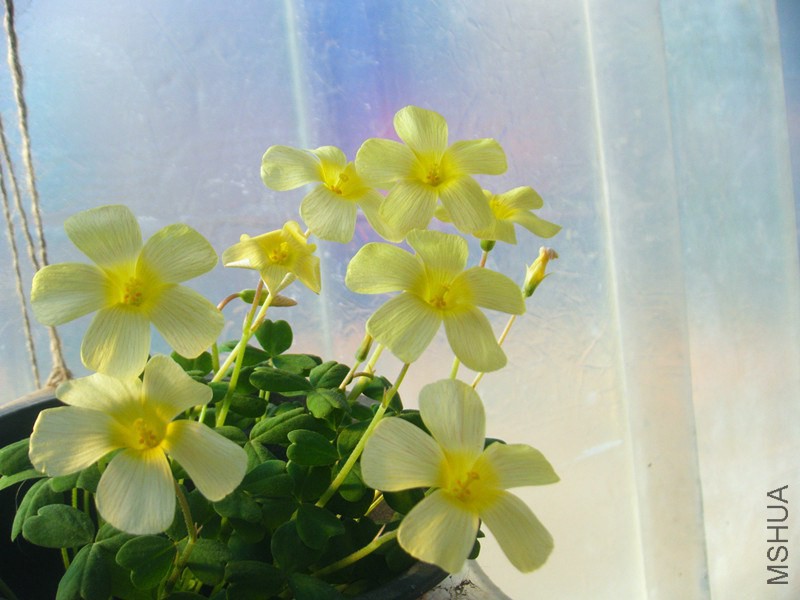 DSCF0529_����.jpg