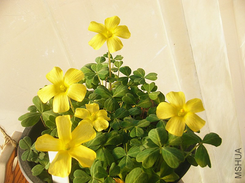 DSCF0531_����.jpg