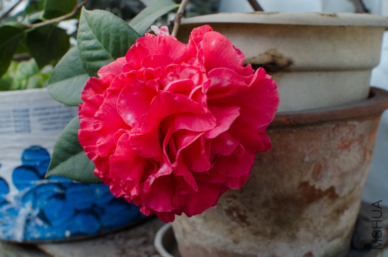 DSC_0008.jpg