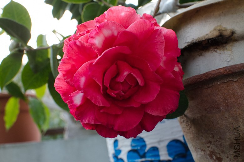 DSC_0005-8.jpg