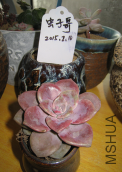 21�������糵7cm��24Ԫ