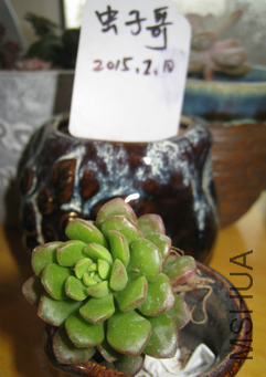 25�������4cm������Ʒ��6Ԫһ��