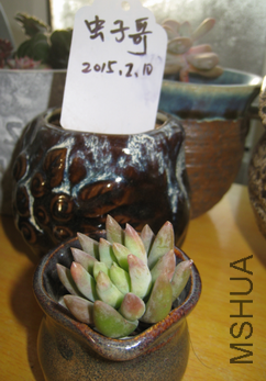 27��������3-4cm����Ʒ��4Ԫһ��