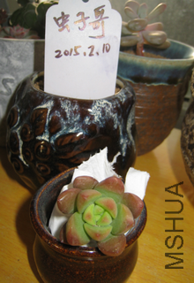 28������3-4cm����Ʒ��3Ԫһ��