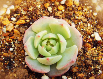 33����צ3-4cm����Ʒ��18Ԫ