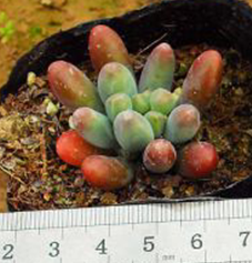35����Ů3-4cm������Ʒ��3Ԫһ��