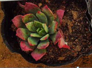 36��������3-4cm����Ʒ��3Ԫһ��