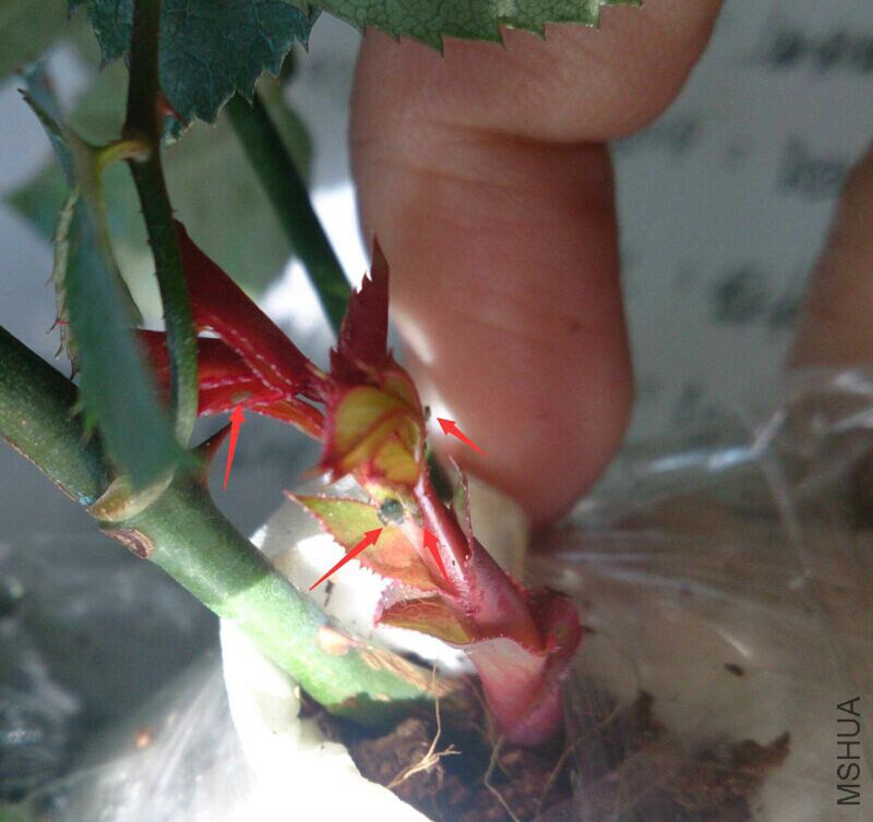 QQͼƬ20150210163514.jpg