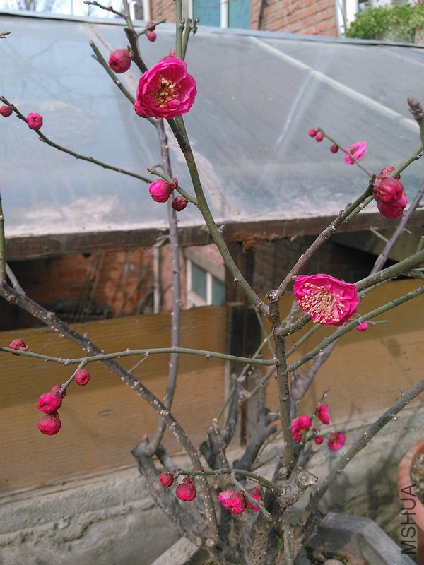 IMG_20150210_120051.jpg