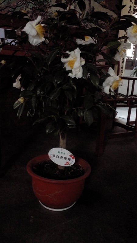 IMG_20150207_133311.jpg