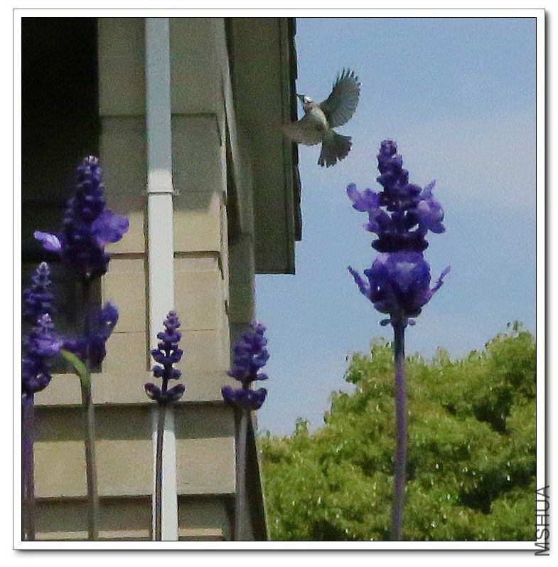 2013051208.jpg