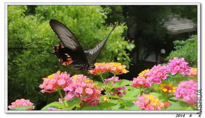 2014060602.jpg