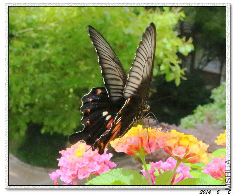 2014060603.jpg