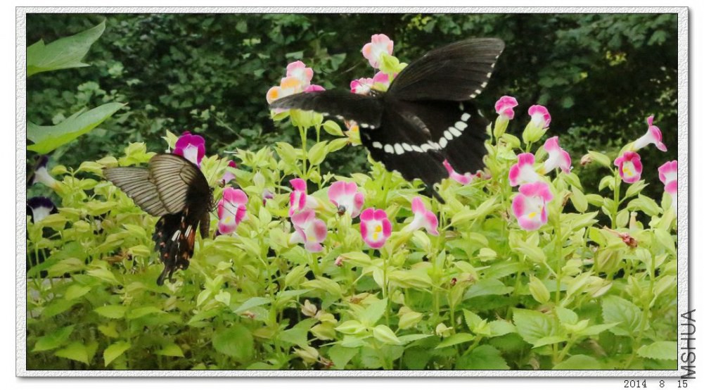 2014081501.jpg